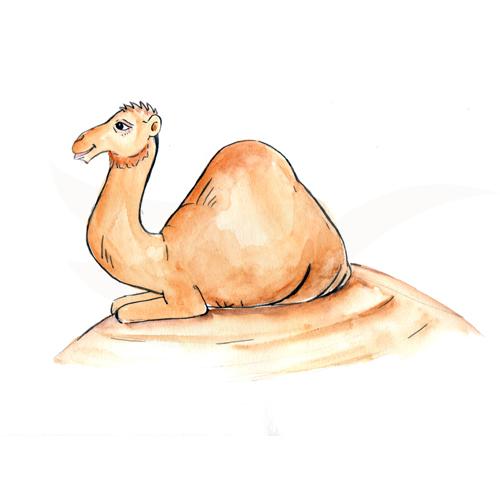 Camel